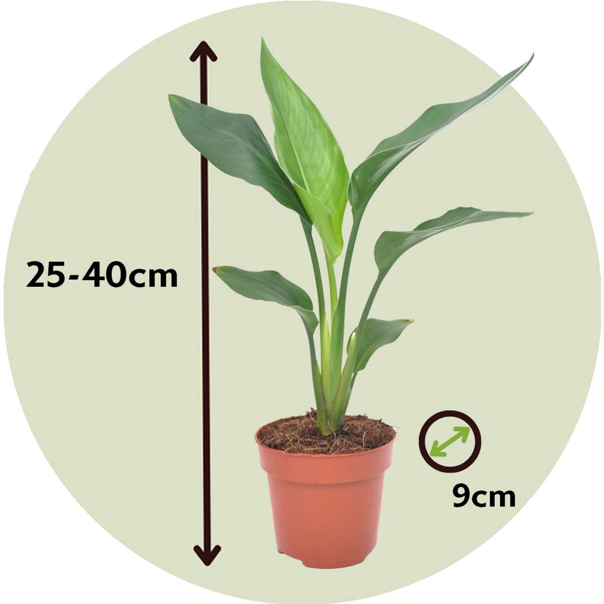 Bird of Paradise - 3 pcs. - Strelitzia reginea - Height 25-40cm - ⌀9cm