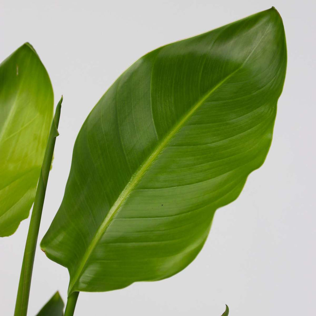 Bird of Paradise - 6 pcs. - Strelitzia reginea - Height 25-40cm - ⌀9cm