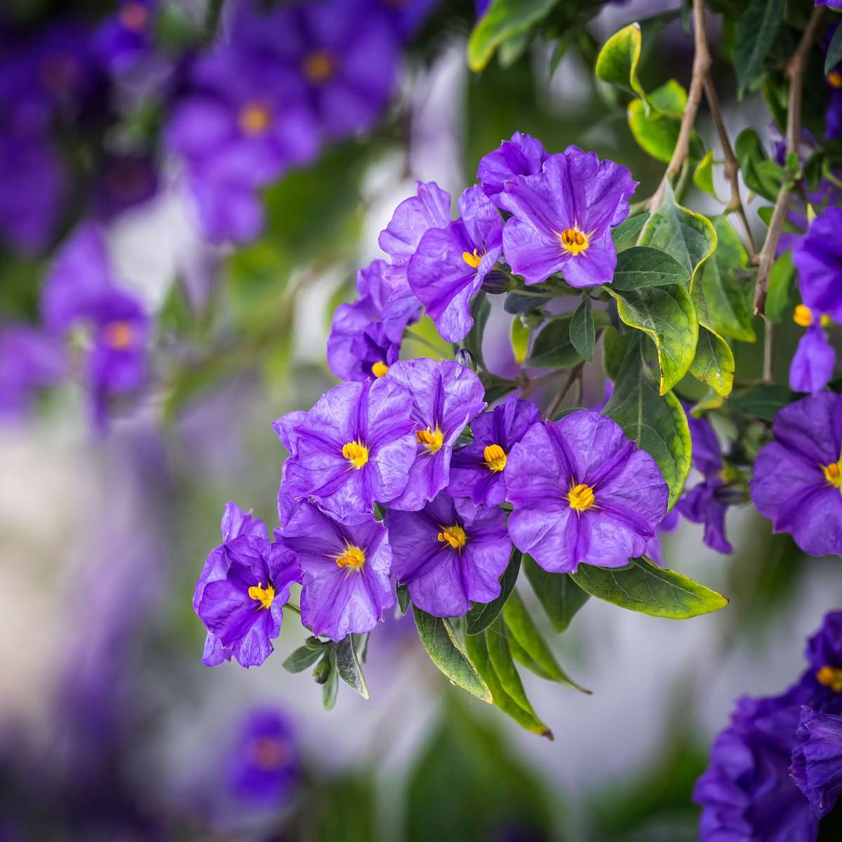 Blue potato bush - 6 pcs. - Lycianthes rantonnetii - Height 25-40cm - ⌀9cm