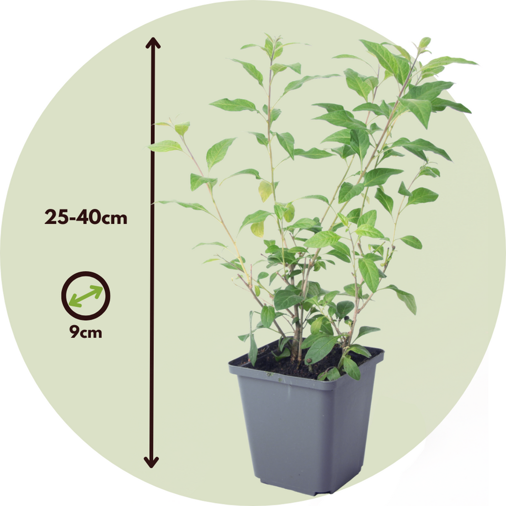 Blue potato bush - 3 pcs. - Lycianthes rantonnetii - Height 25-40cm - ⌀9cm