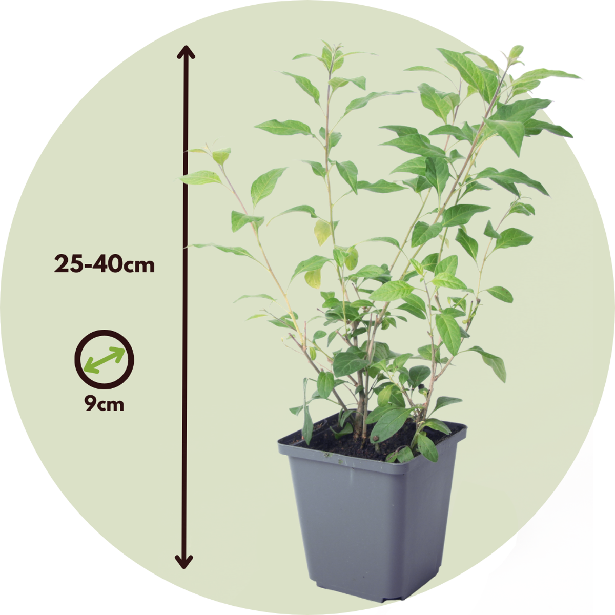 Blue potato bush - 3 pcs. - Lycianthes rantonnetii - Height 25-40cm - ⌀9cm