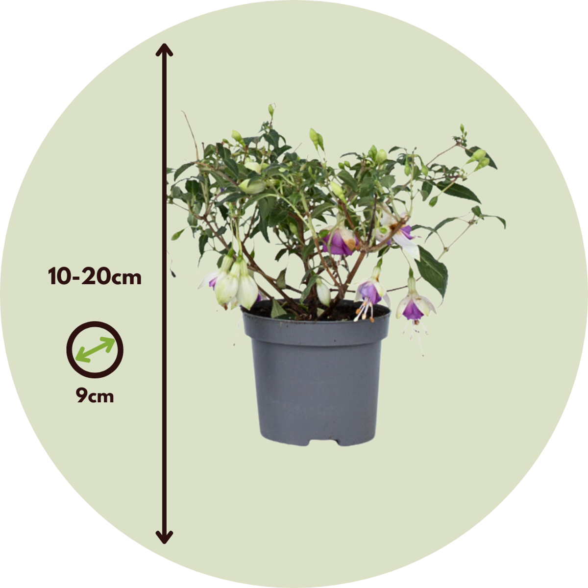 Humming-bird fuchsia - 3 pcs. - Fuchsia magellanica - Height 10-20cm - ⌀9cm