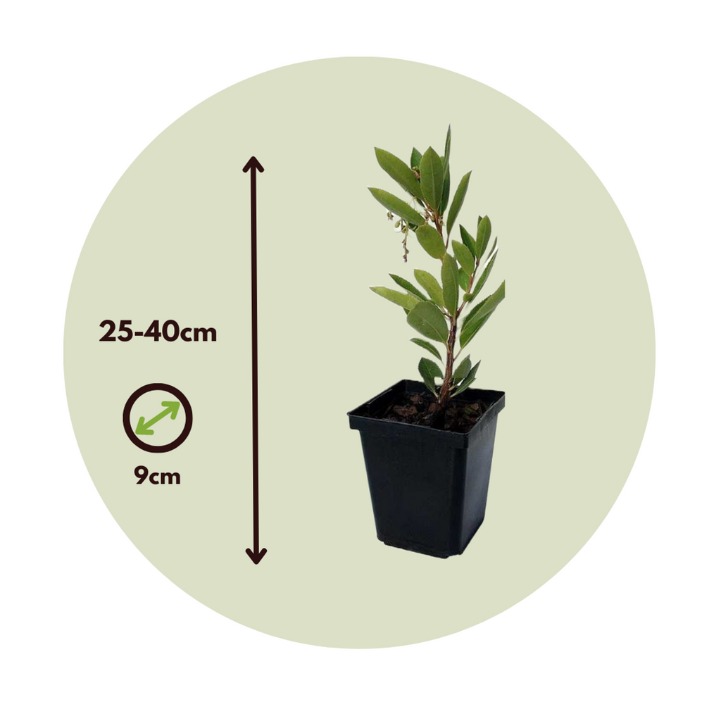 Strawberry tree - 6 pcs. - Arbutus 'Unedo' - Height 25-40cm - ⌀9cm