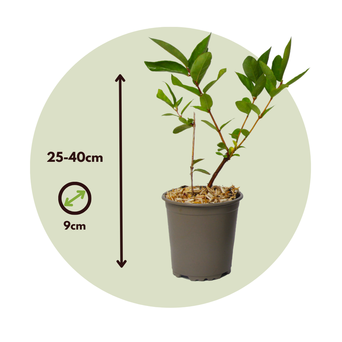 Haskap Berry - 3 pcs. - Lonicera kamtchatica - Height 25-40cm - ⌀9cm