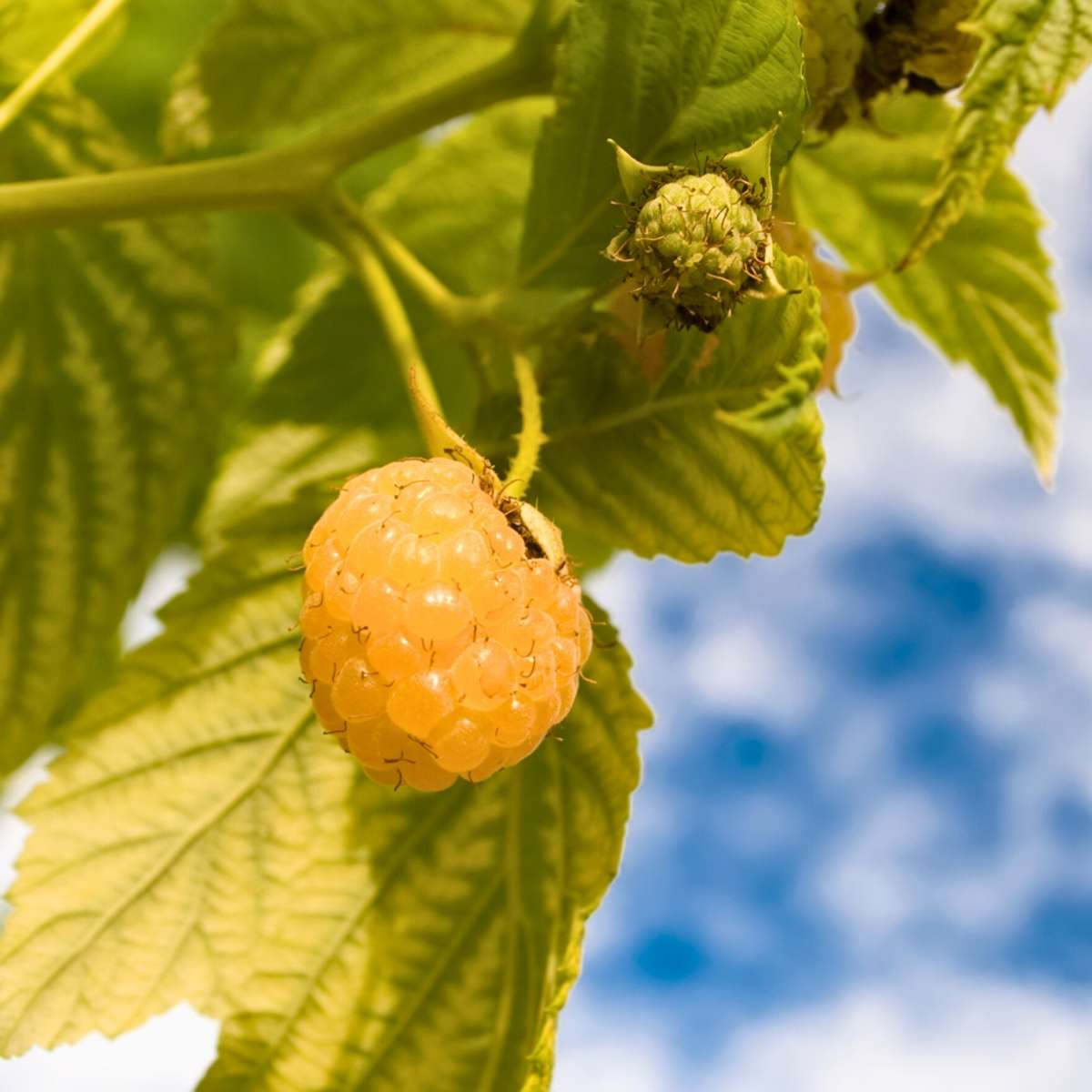 Wild Raspberry - 6 pcs. - Rubus idaeus 'Fallgold' - Height 25-40cm - ⌀9cm