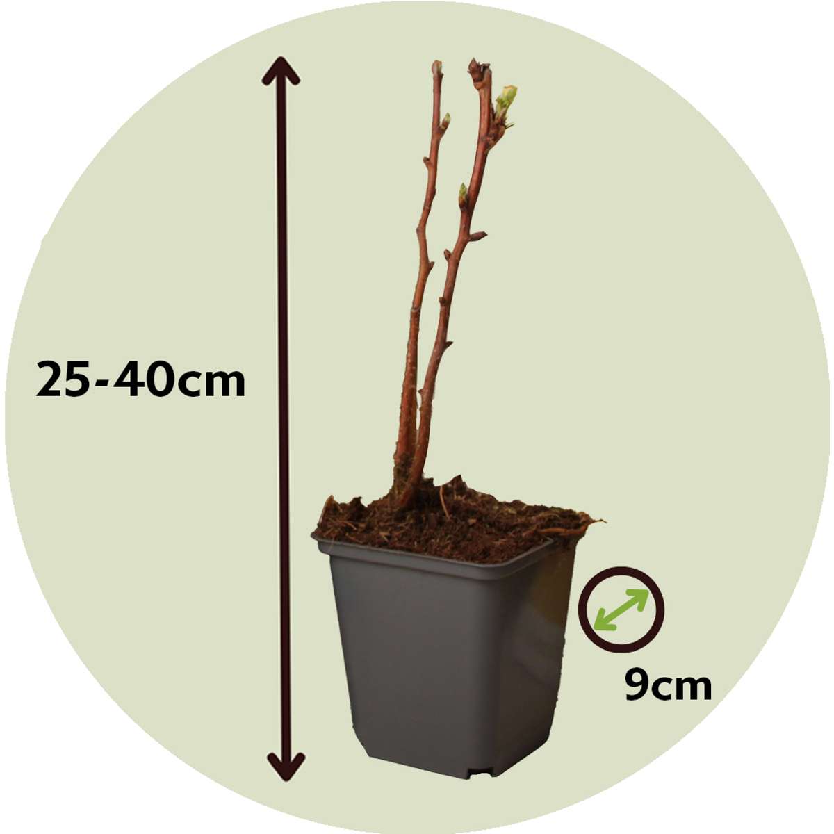 Wild Raspberry - 6 pcs. - Rubus idaeus 'Fallgold' - Height 25-40cm - ⌀9cm
