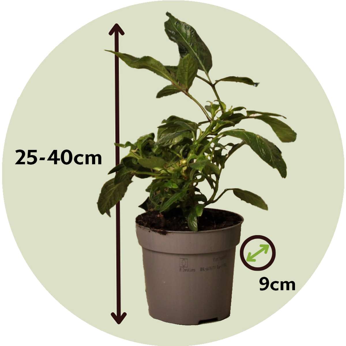Pepino melon - 6 pcs. - Solanum Muricatum 'Pepino gold' - Height 25-40cm - ⌀9cm