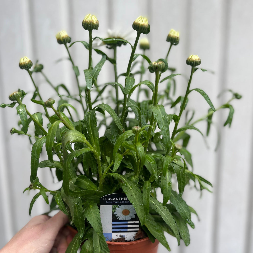 Leucanthemum x superbum Madonna'  9cm/1.5L