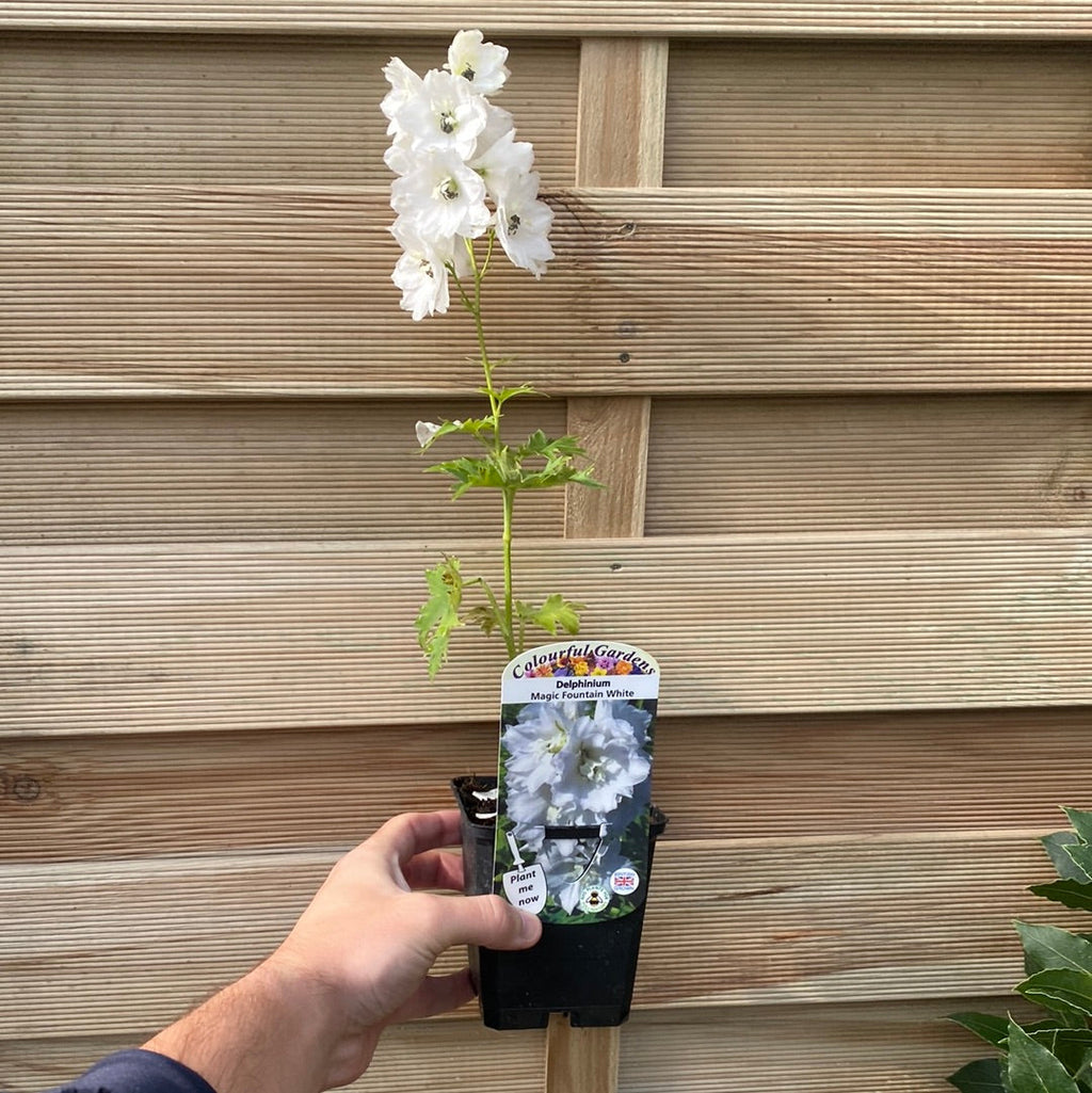 Delphinium 'Magic Fountain White Dark Bee' 9cm/1.5L