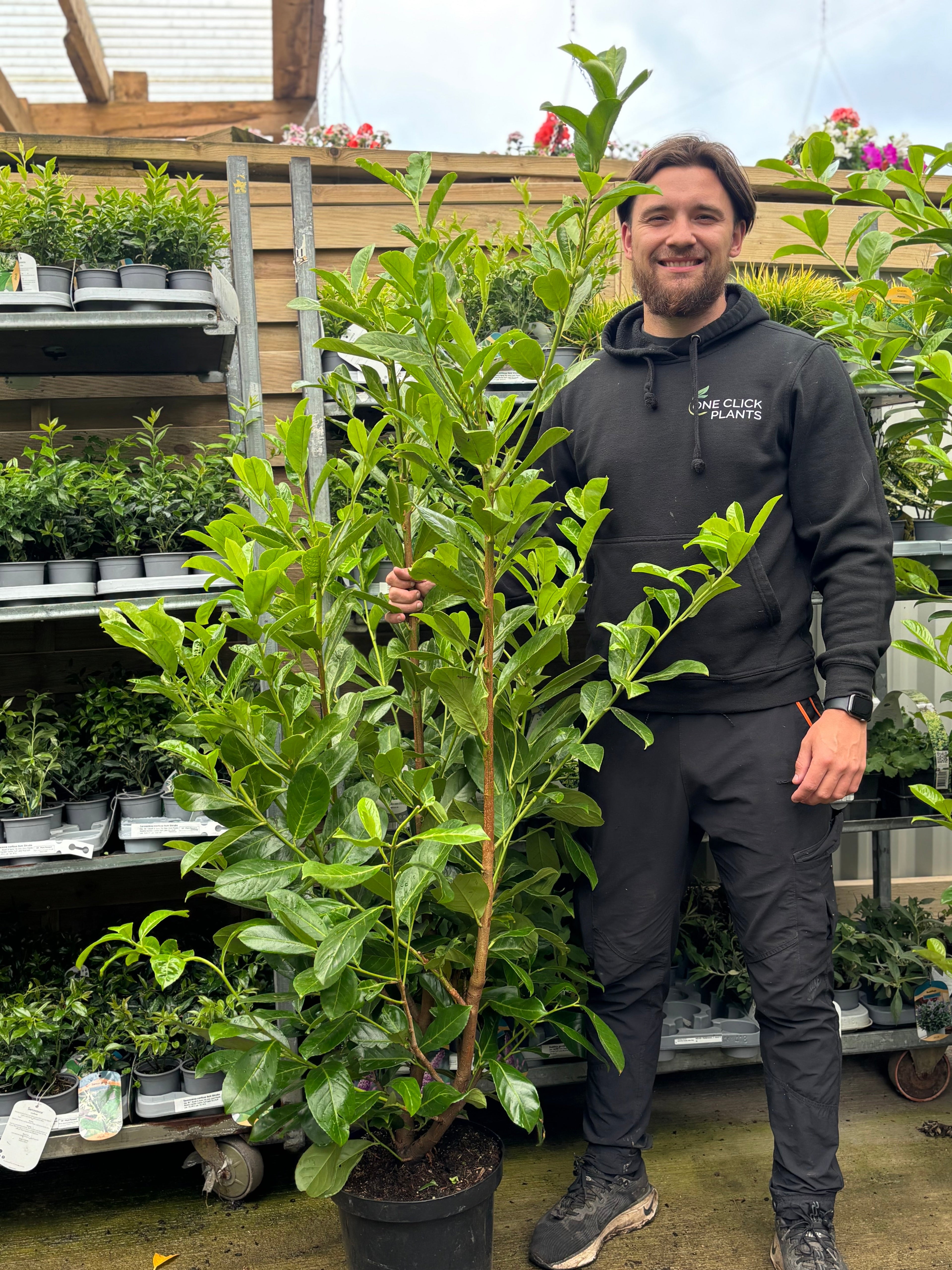 5-6ft Potted Cherry Laurel Hedge Plants 150-180cm (Multi-Buy Offers Available)