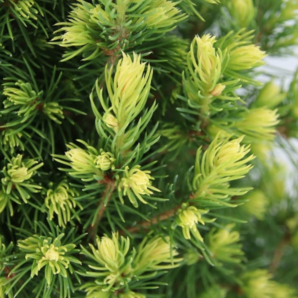 Picea glauca 'Rainbows End' 3L
