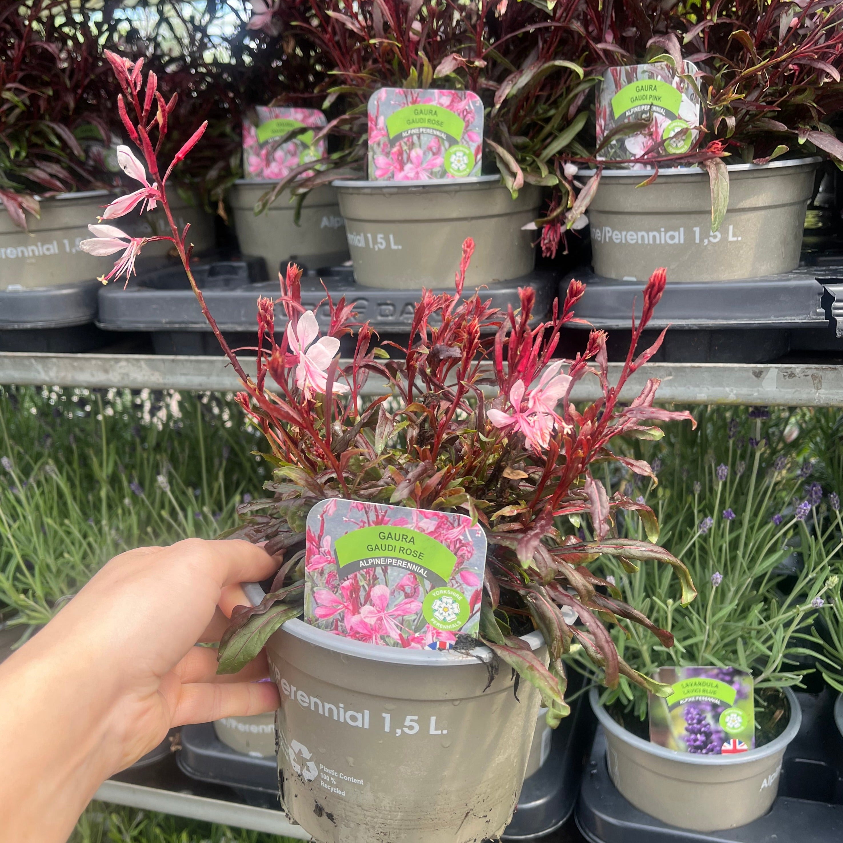 Gaura lindheimeri Gaudi Rose 9cm Pot