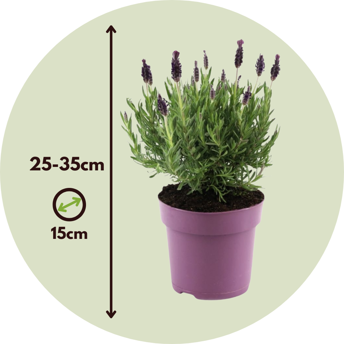 Lavender bush - 2 pcs. - Lavandula stoechas 'Anouk' - Height 25-35cm - ⌀15cm