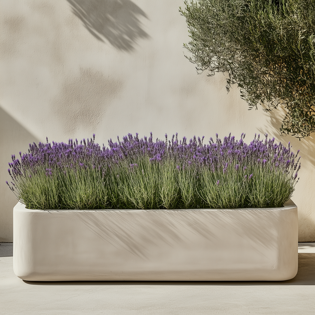 Lavender bush - Lavandula stoechas 'Anouk' - Height 25-35cm - ⌀15cm