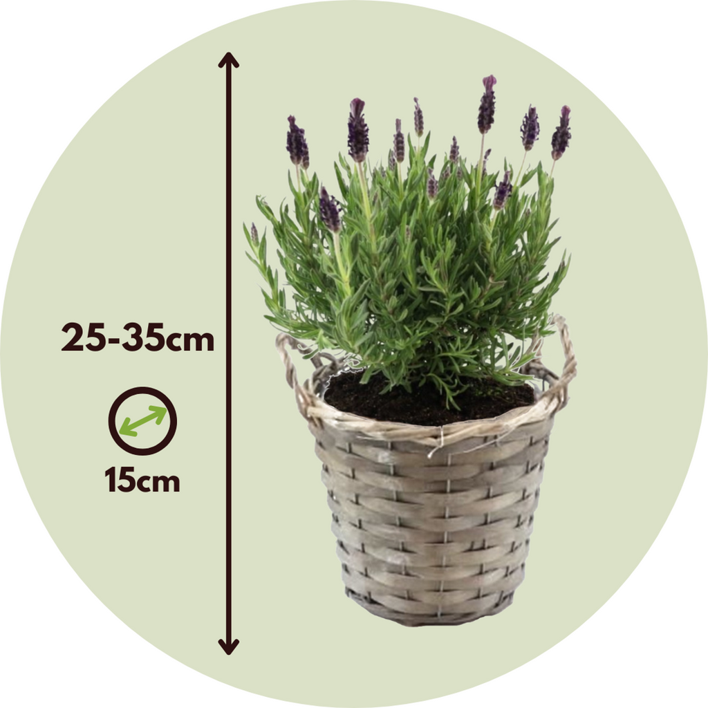 Lavender bush - 2 pcs. - Lavandula stoechas 'Anouk' - Height 25-35cm - ⌀15cm