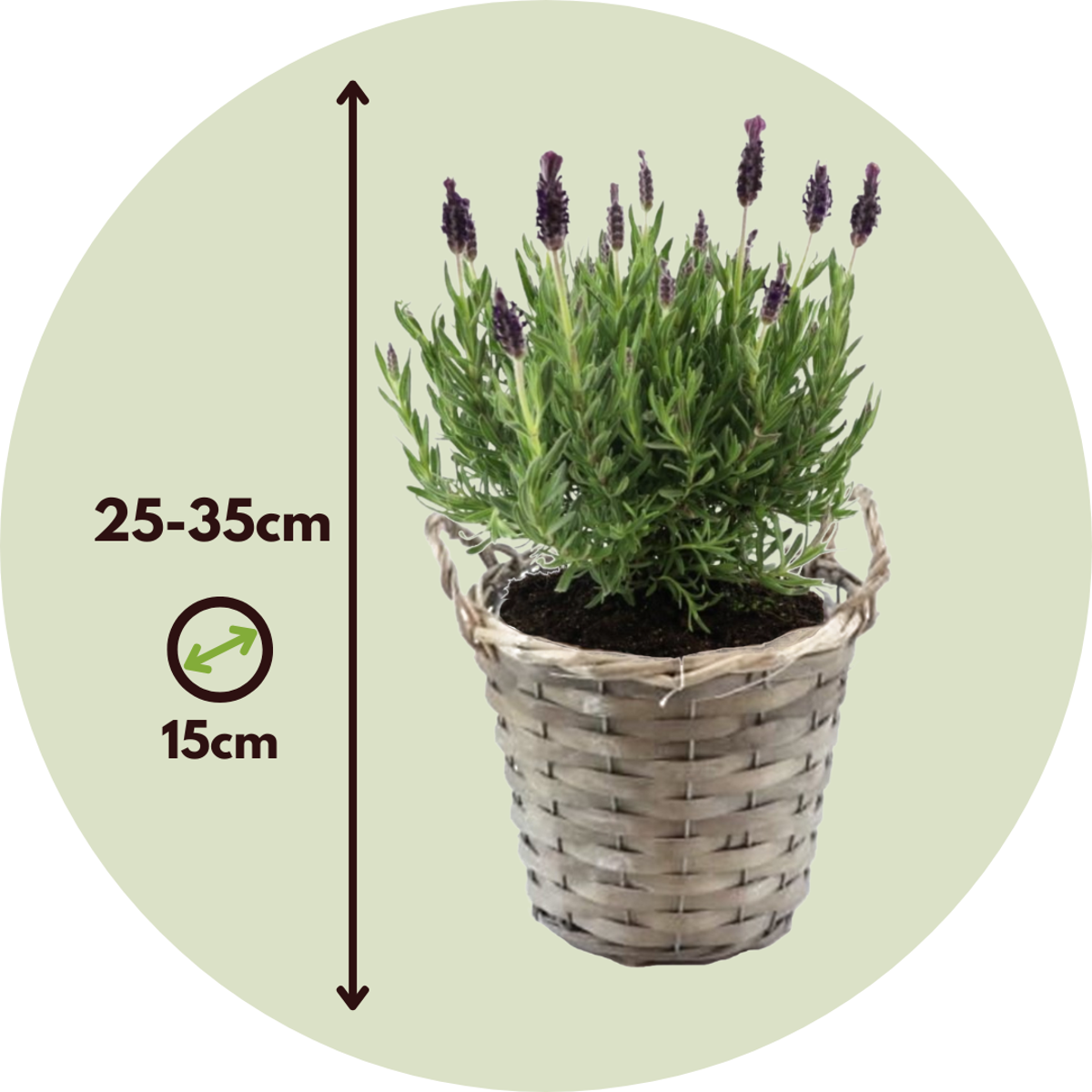 Lavender bush - 2 pcs. - Lavandula stoechas 'Anouk' - Height 25-35cm - ⌀15cm