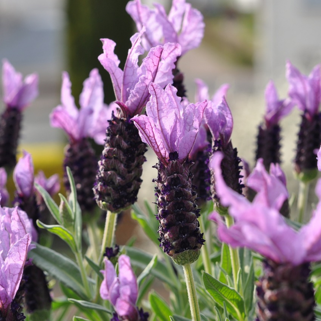 Lavender bush - 2 pcs. - Lavandula stoechas 'Anouk' - Height 25-35cm - ⌀15cm