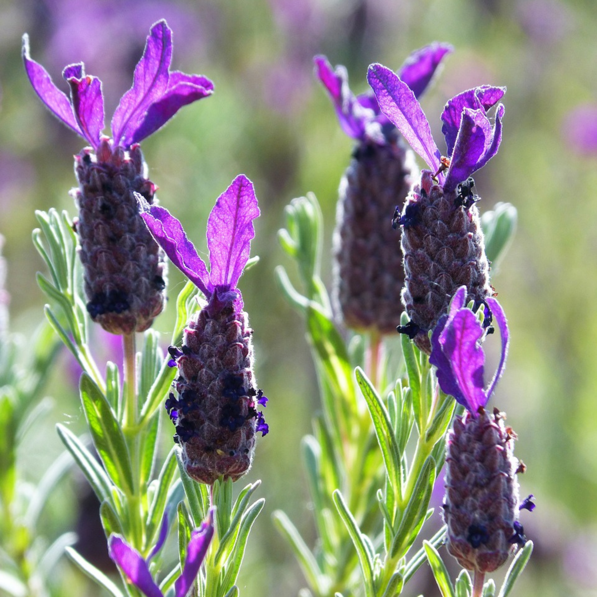 Lavender bush - 2 pcs. - Lavandula stoechas 'Anouk' - Height 25-35cm - ⌀15cm