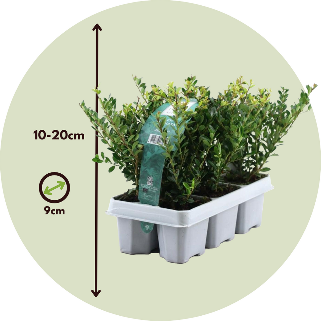 Japanese holly - 12 pcs. - Ilex crenata 'Jenny' - Height 10-20cm - ⌀9cm