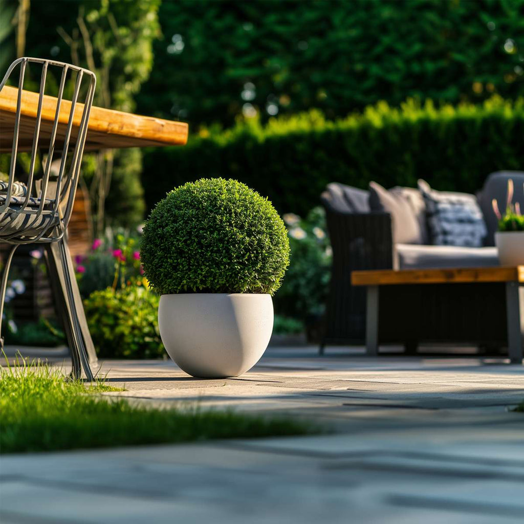 Japanese holly - Ilex crenata 'Jenny' - Height 30-40cm - ⌀17cm