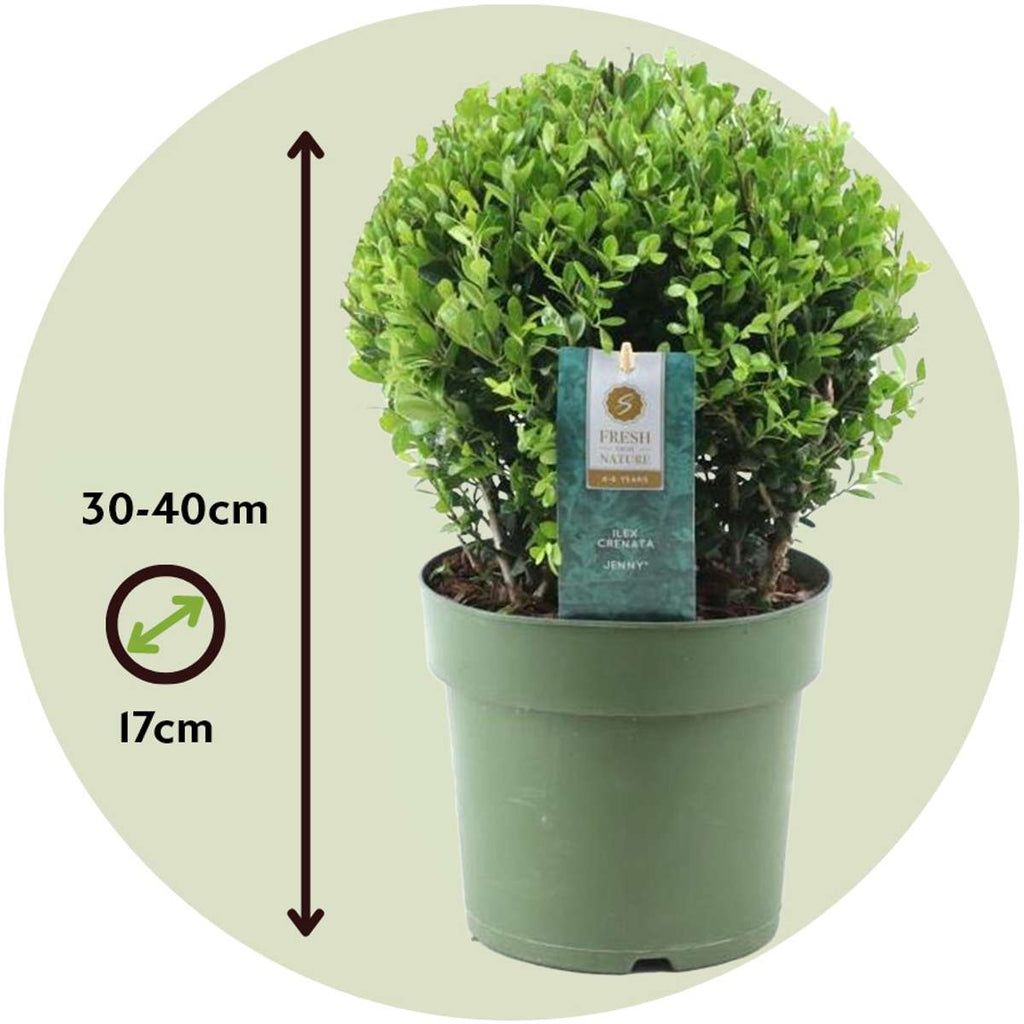 Japanese holly - Ilex crenata 'Jenny' - Height 30-40cm - ⌀17cm