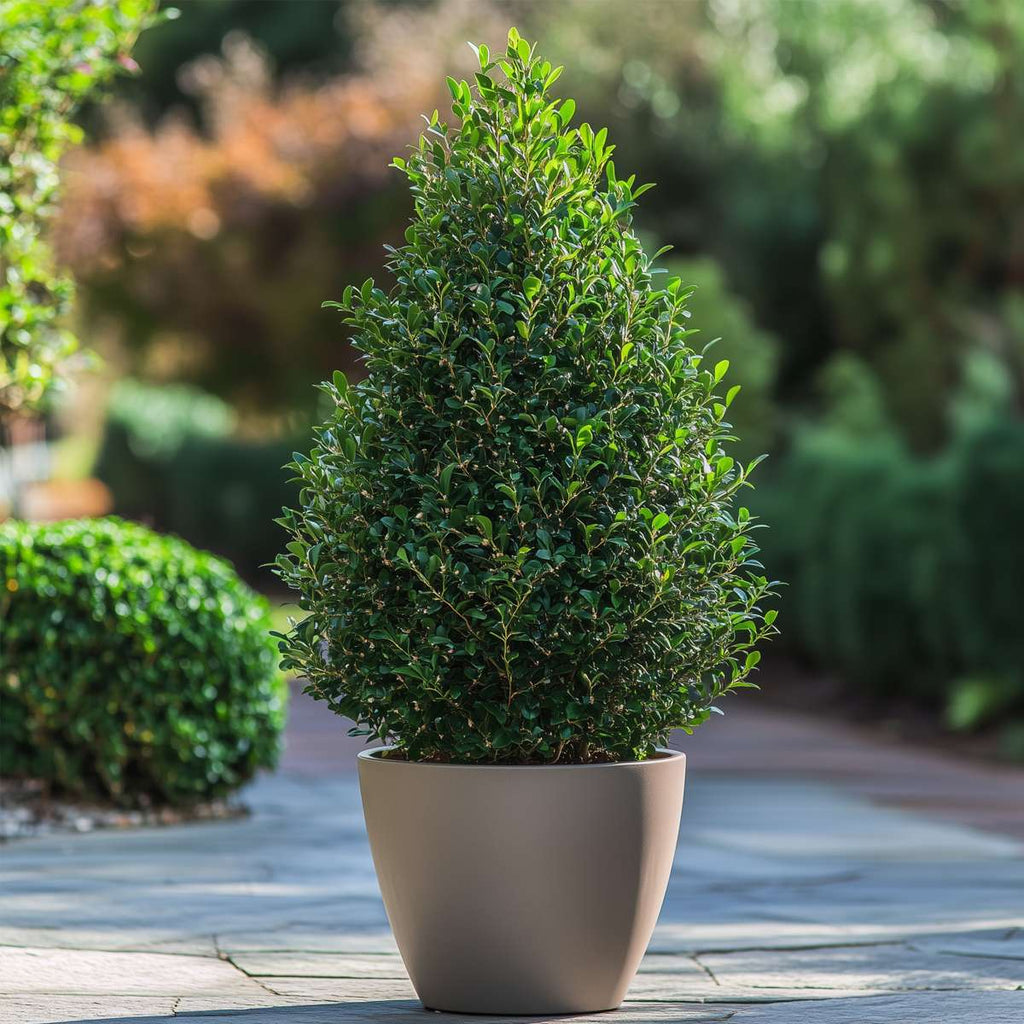 Japanese holly - Ilex crenata 'Jenny' - Height 55-65cm - ⌀21cm