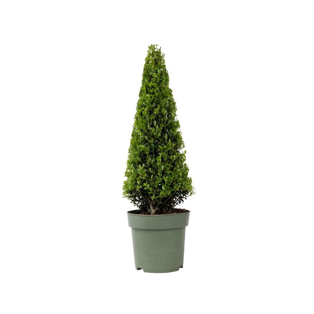 Japanese holly - Ilex crenata 'Jenny' - Height 55-65cm - ⌀21cm