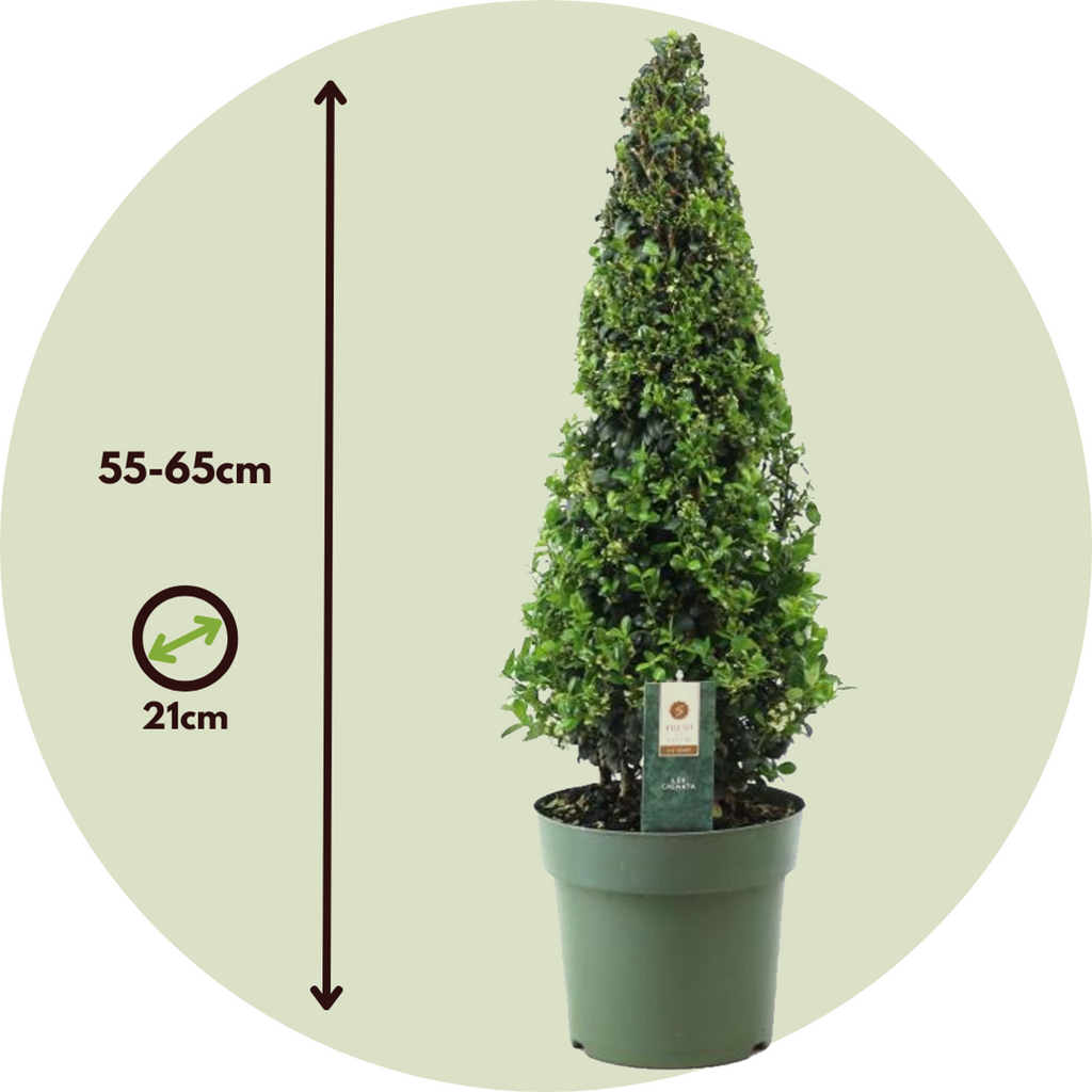 Japanese holly - 2 pcs. - Ilex crenata 'Jenny' - Height 55-65cm - ⌀21cm