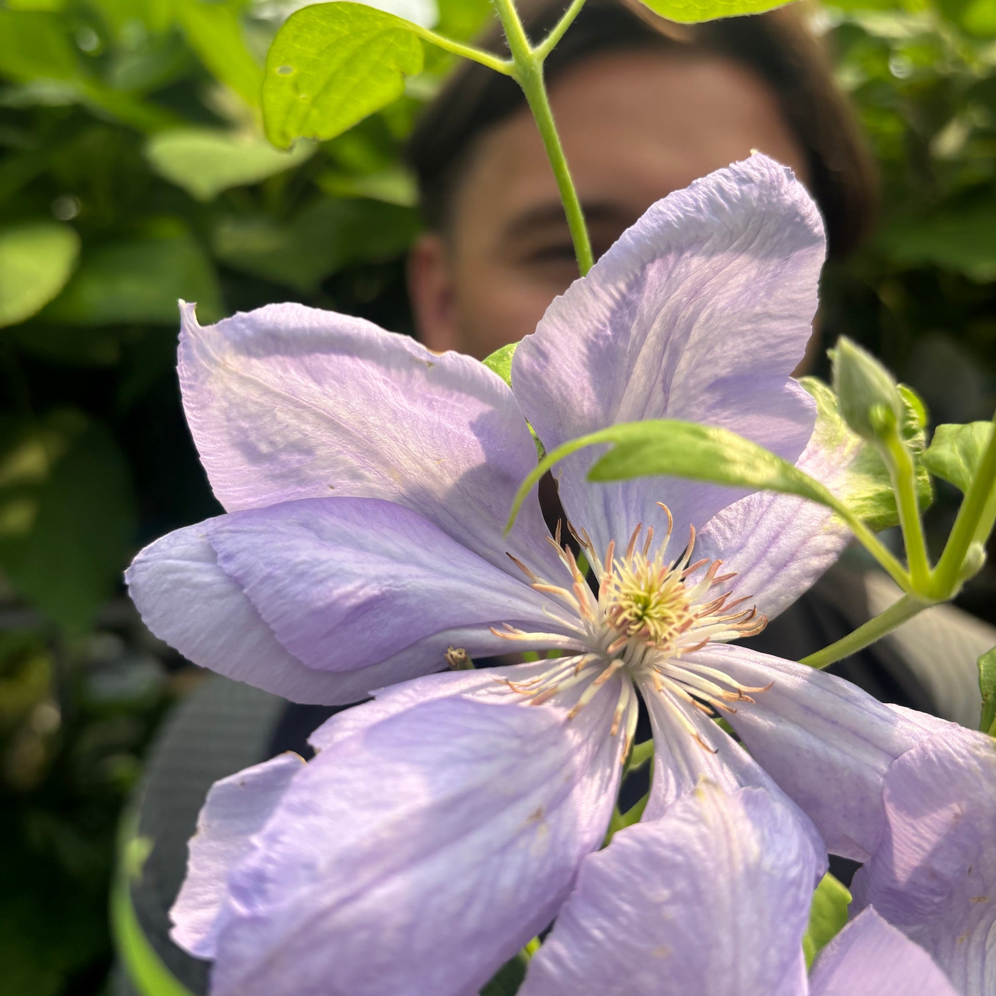 Clematis 'Mrs. Cholmondeley' 60cm