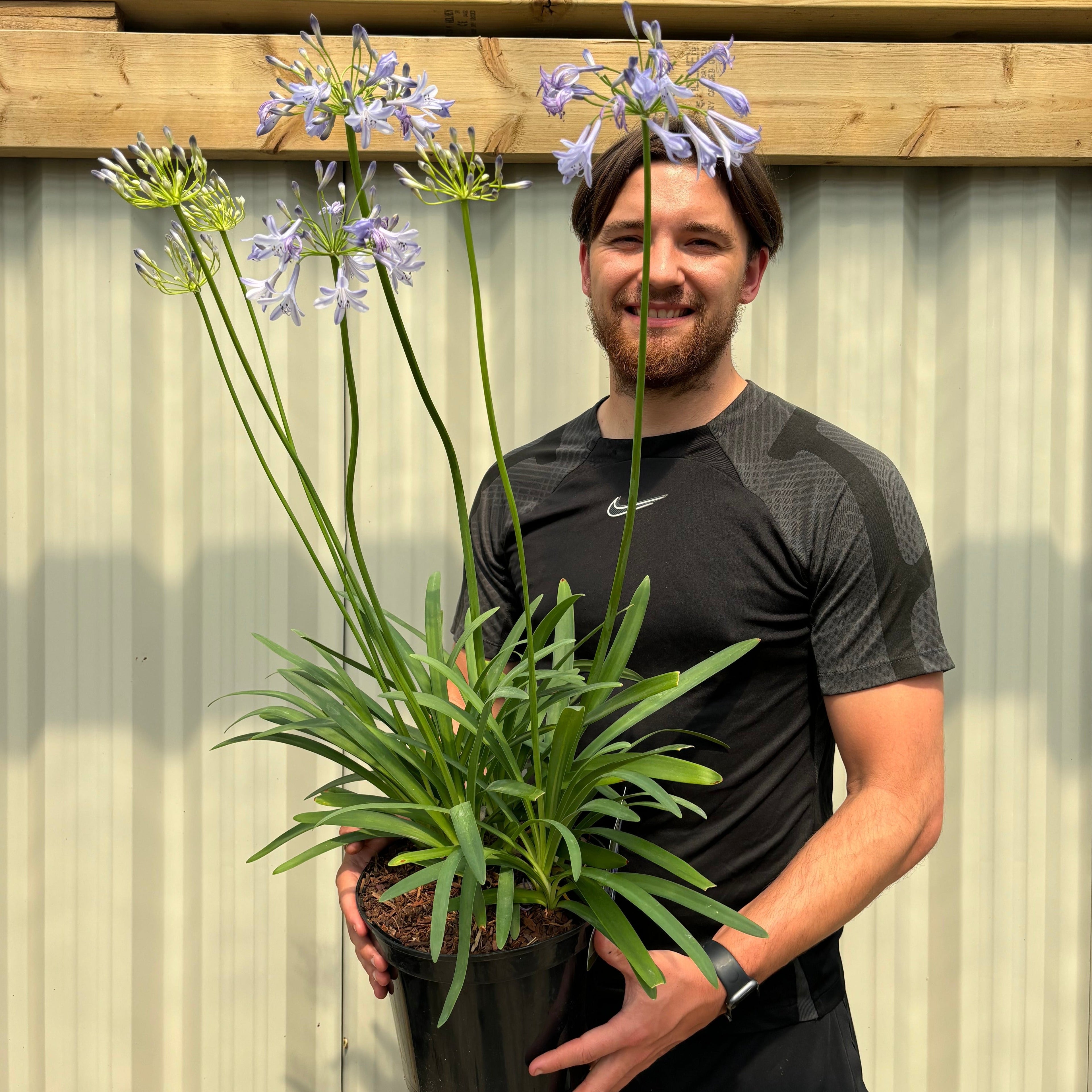 Agapanthus 'Dr Brouwer' 5L