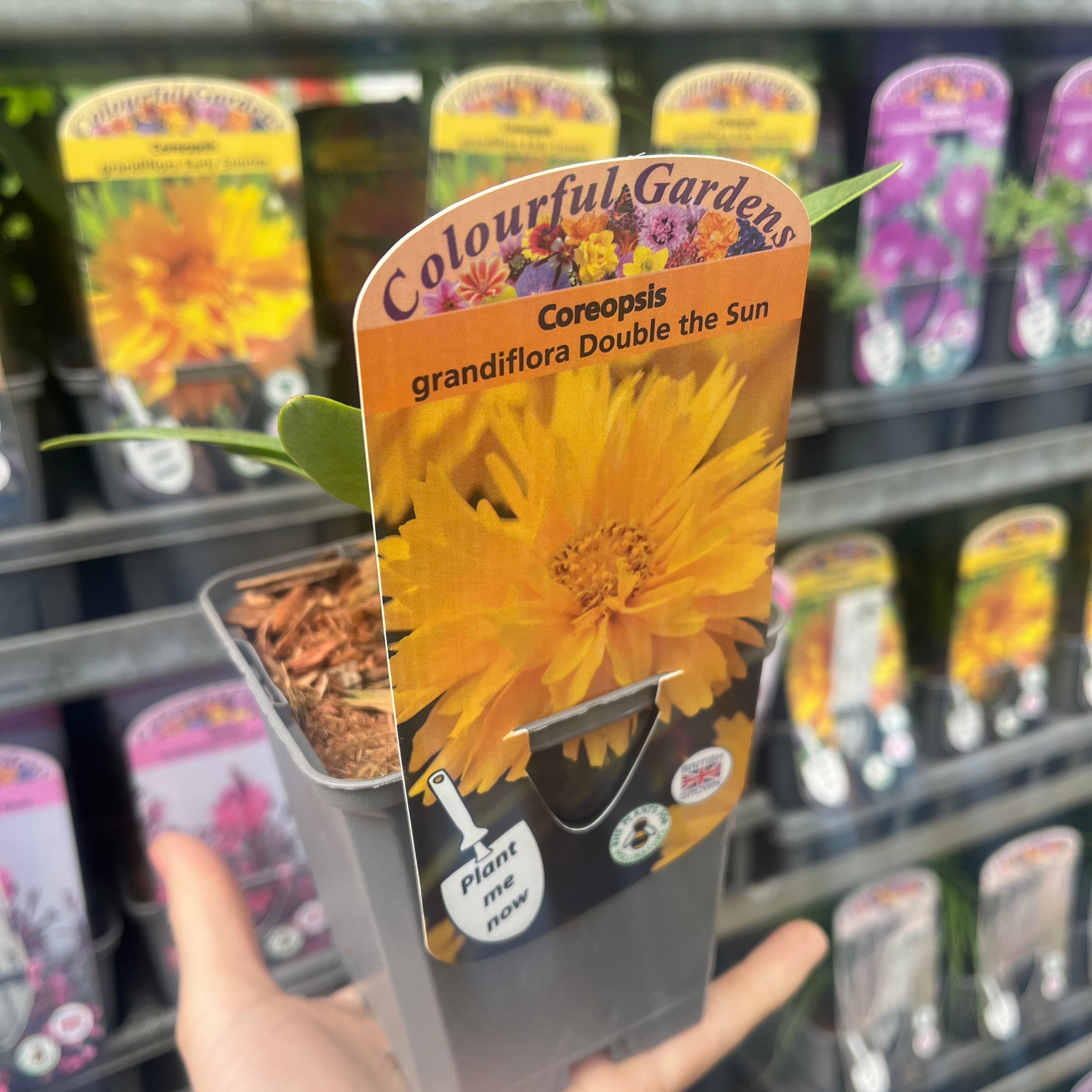 Coreopsis grandiflora Double the Sun 9cm-3L