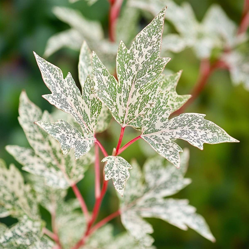 Japanese maple - Acer palmatum 'Ukigumo' - Height 50-60cm - ⌀19cm