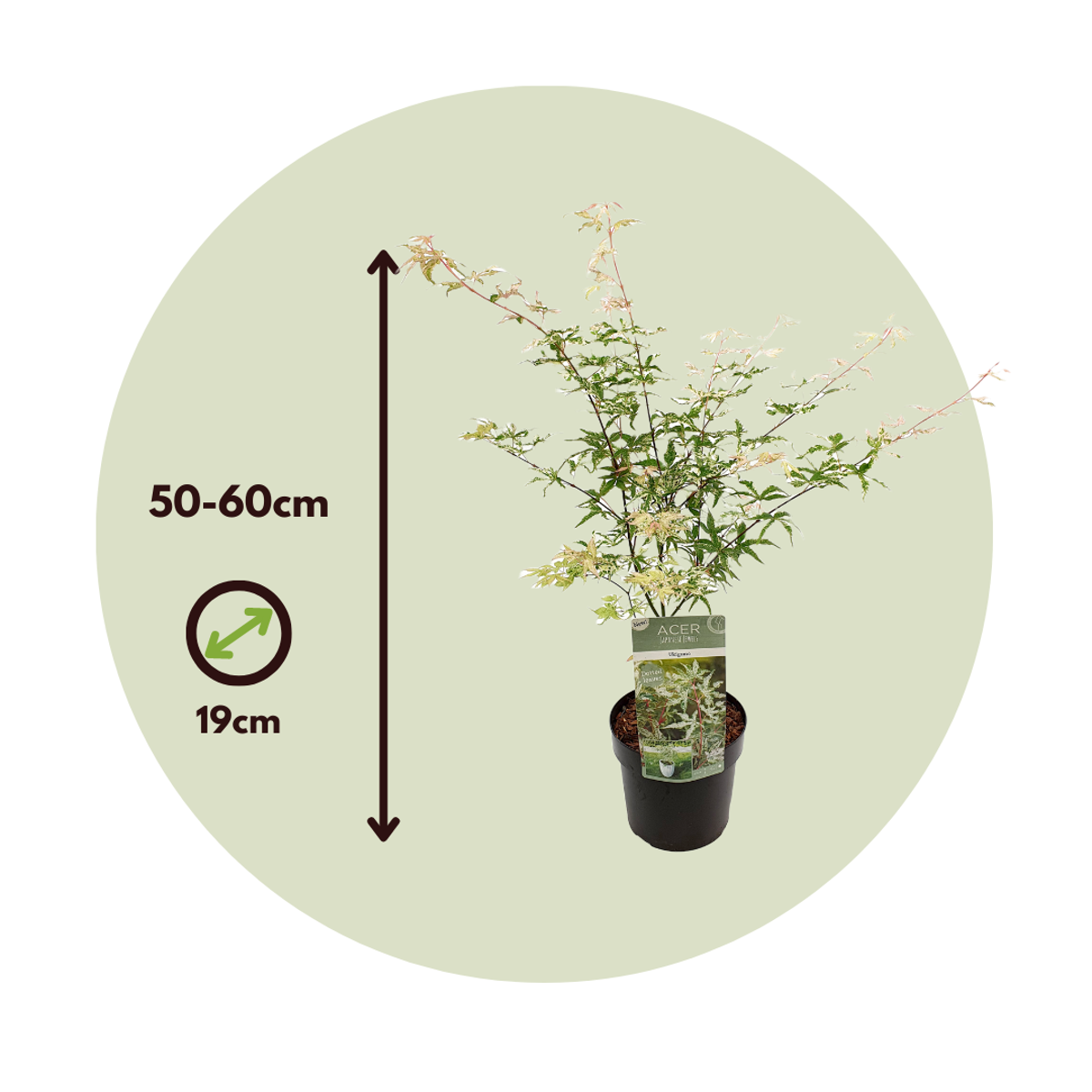 Japanese maple - 2 pcs. - Acer palmatum 'Ukigumo' - Height 50-60cm - ⌀19cm