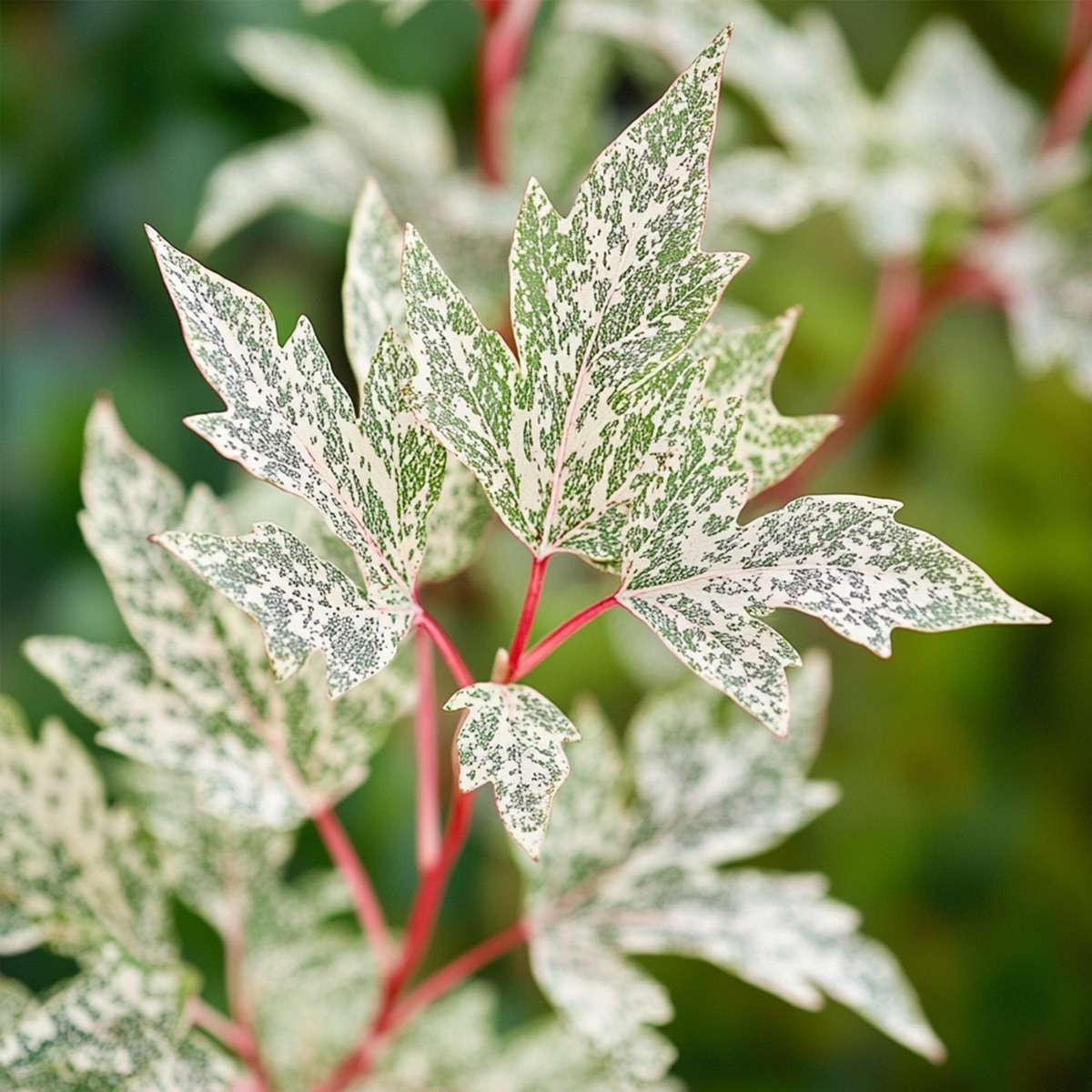 Japanese maple - 2 pcs. - Acer palmatum 'Ukigumo' - Height 50-60cm - ⌀19cm