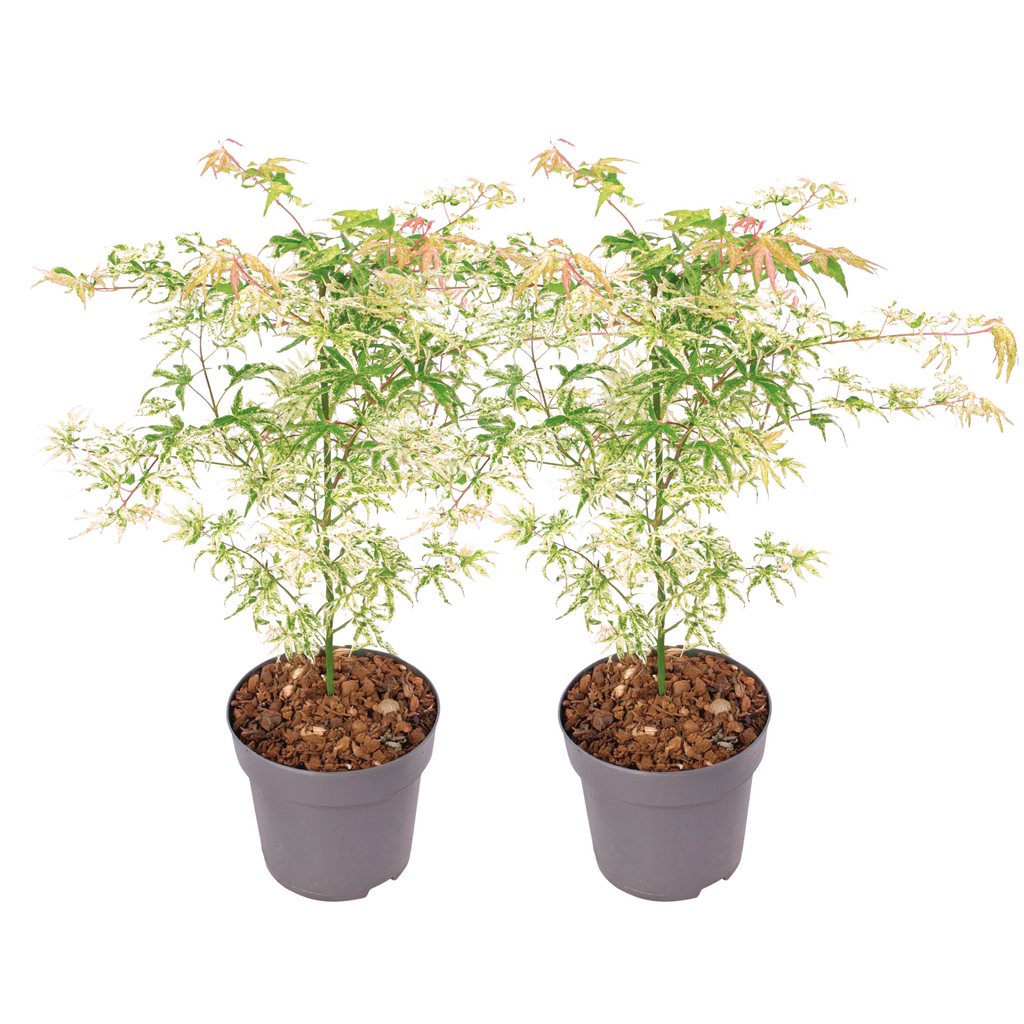 Japanese maple - 2 pcs. - Acer palmatum 'Ukigumo' - Height 50-60cm - ⌀19cm