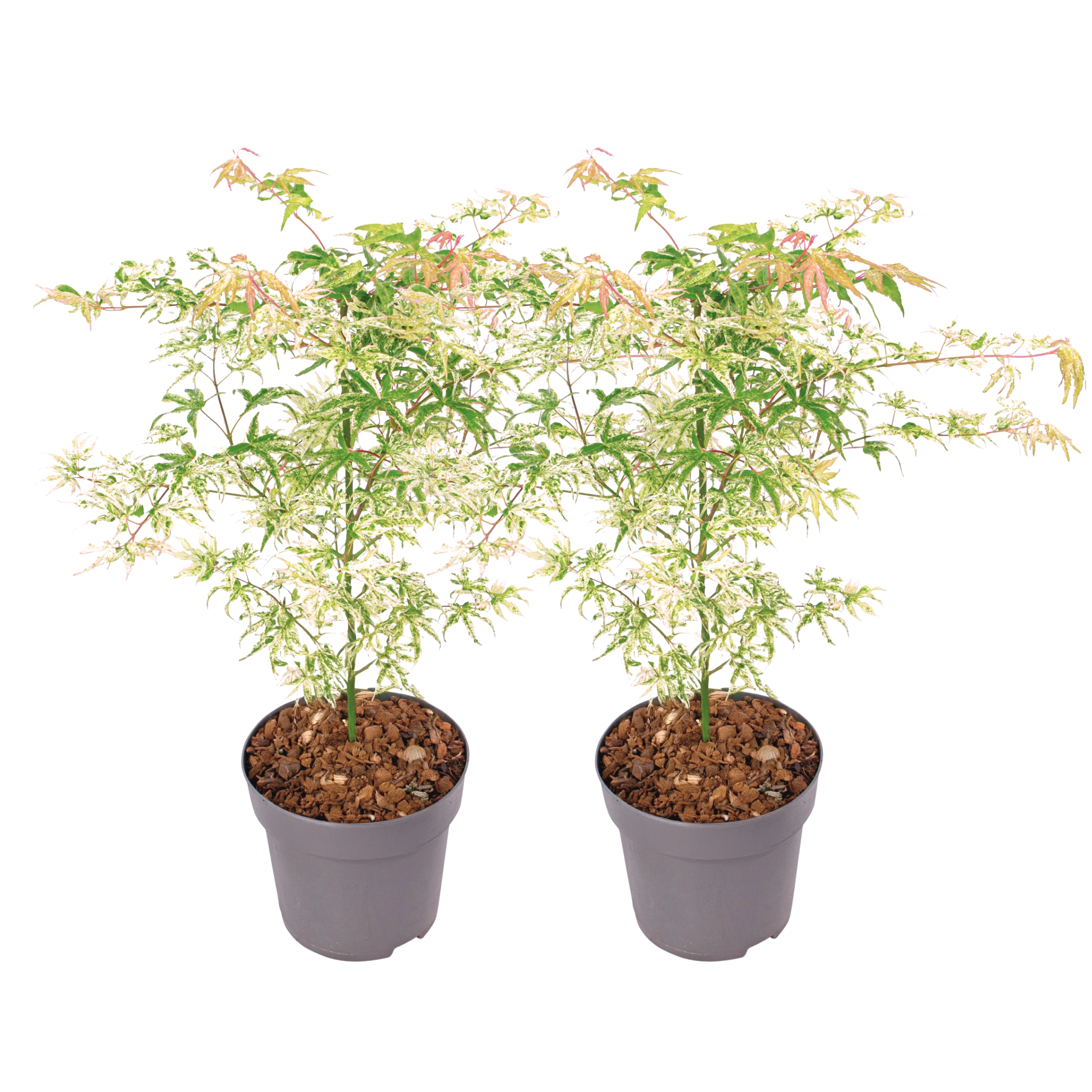 Japanese maple - 2 pcs. - Acer palmatum 'Ukigumo' - Height 50-60cm - ⌀19cm