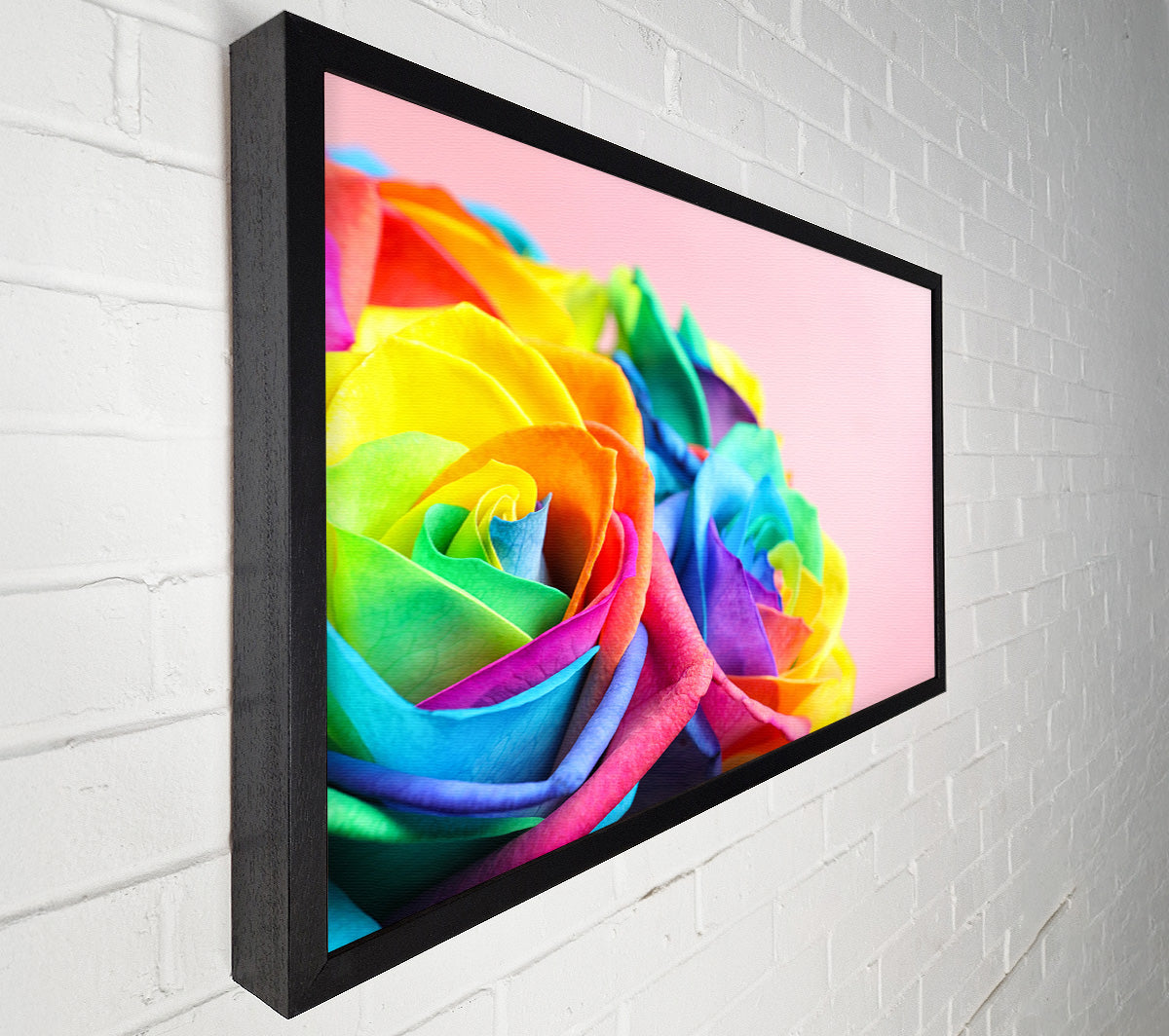 Rainbow closeup rose Canvas Wall Art