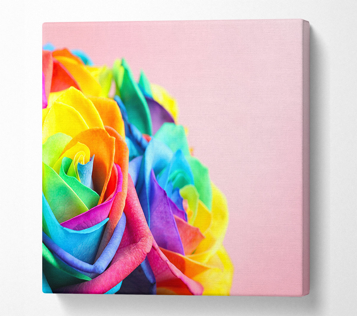 Rainbow closeup rose Canvas Wall Art