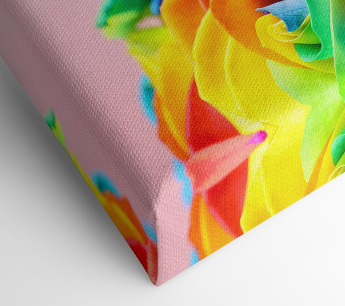Rainbow closeup rose Canvas Wall Art