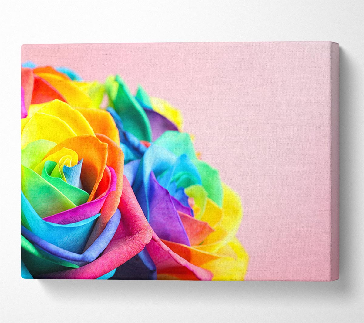 Rainbow closeup rose Canvas Wall Art