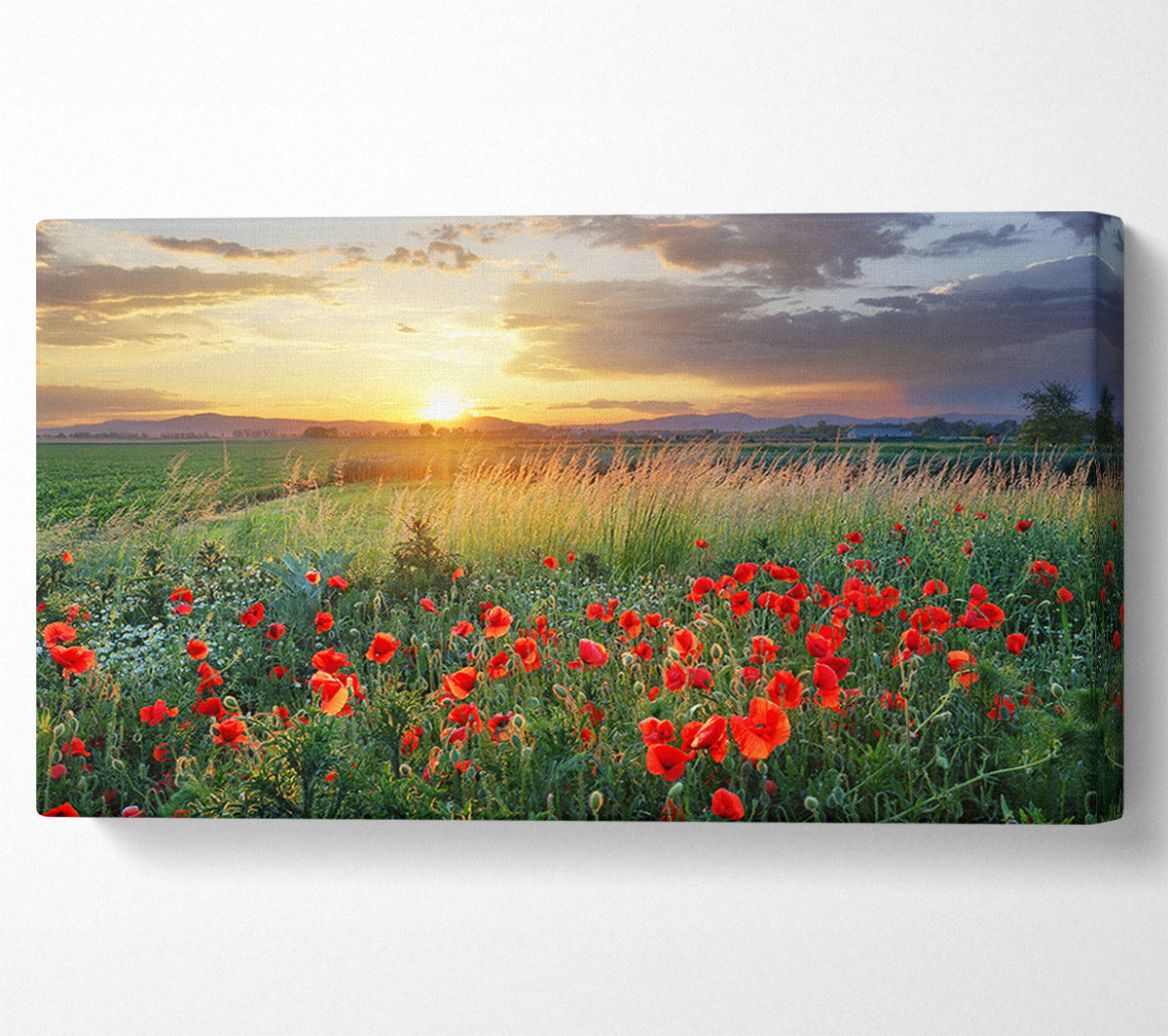 Red poppies in the green countryside Canvas Wall Art