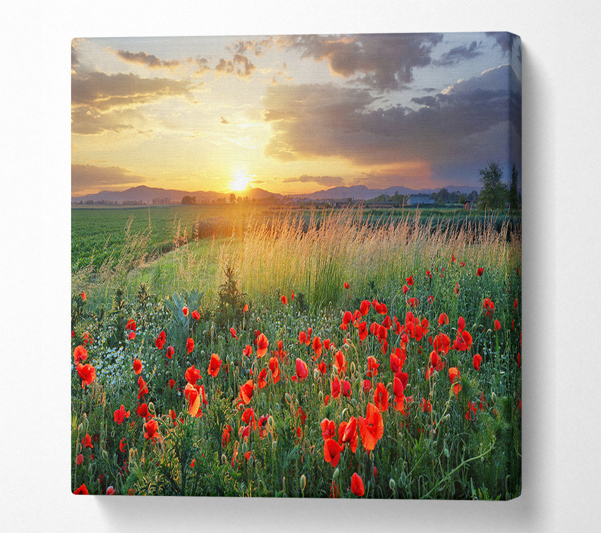 Red poppies in the green countryside Canvas Wall Art