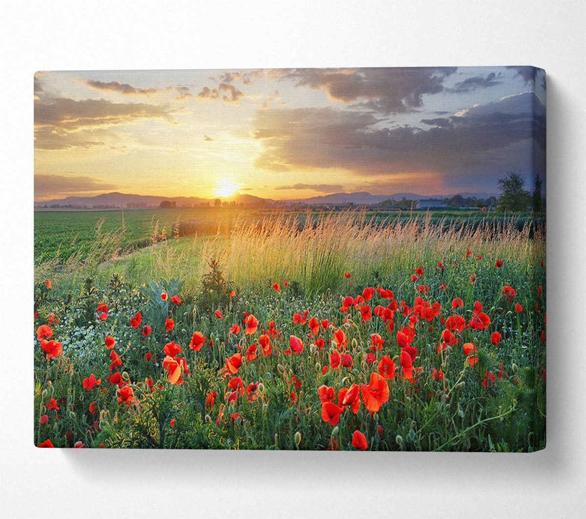 Red poppies in the green countryside Canvas Wall Art