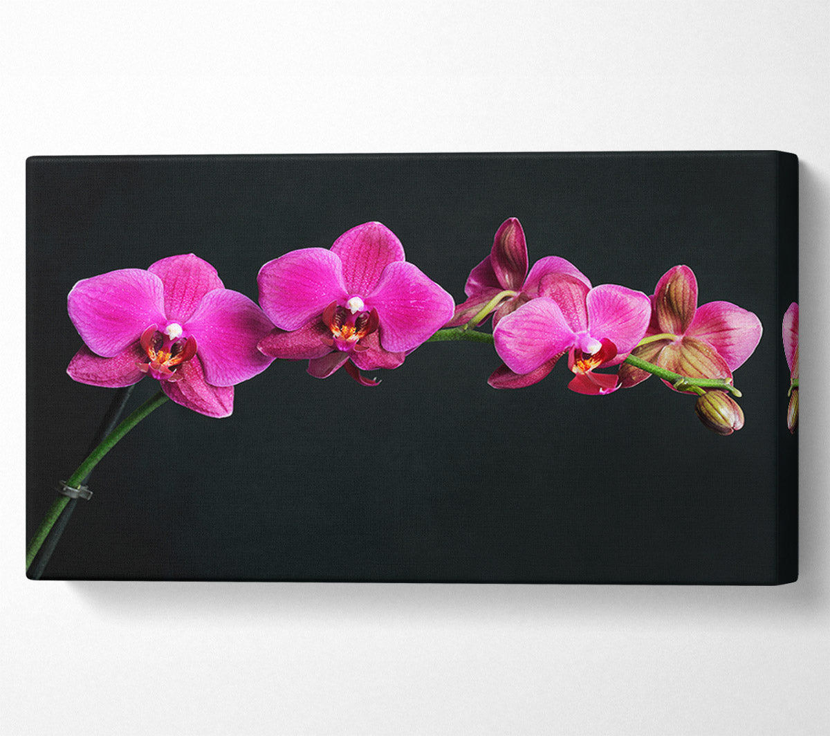 Pink Orchids Curve Canvas Wall Art