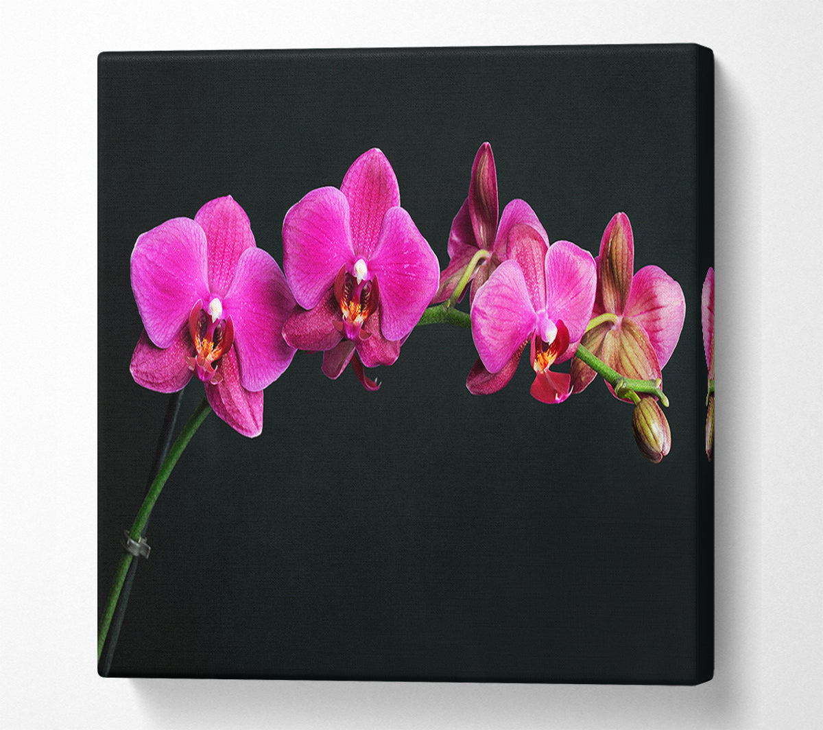 Pink Orchids Curve Canvas Wall Art