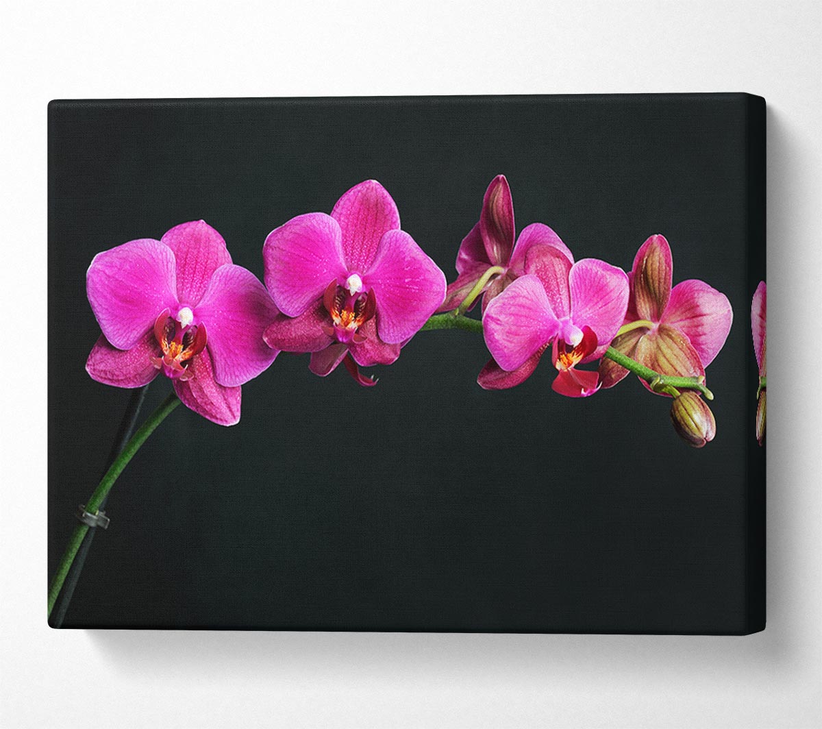 Pink Orchids Curve Canvas Wall Art