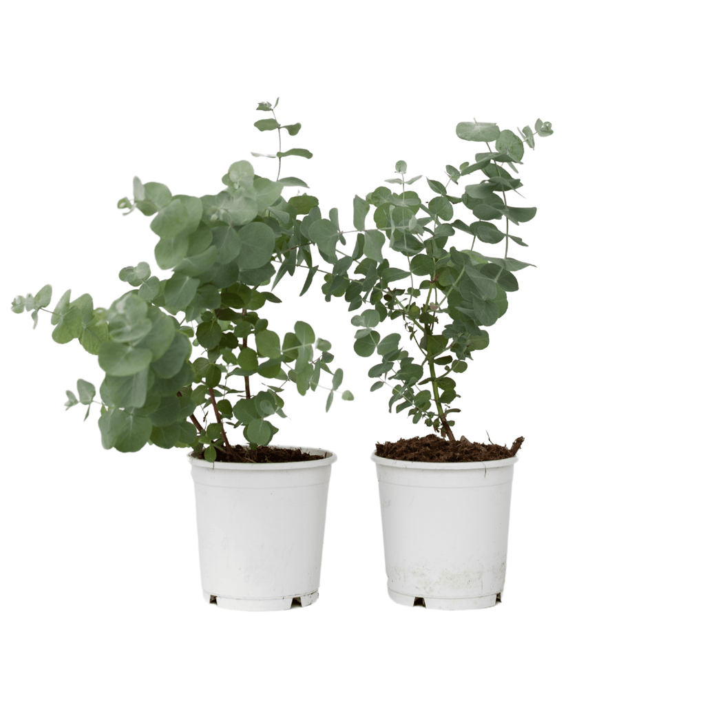 Gum bush - 2 pcs. - Eucalyptus 'Pulverulenta' - Height 25-40cm - ⌀13cm