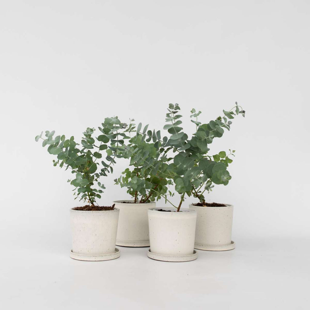Gum bush - 6 pcs. - Eucalyptus 'Pulverulenta' - Height 25-40cm - ⌀12cm