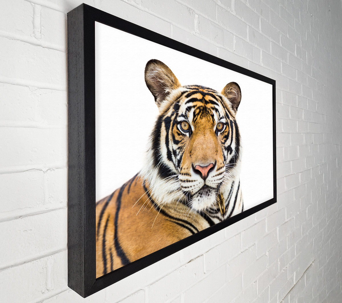 Tiger staring at the camera Canvas Wall Art