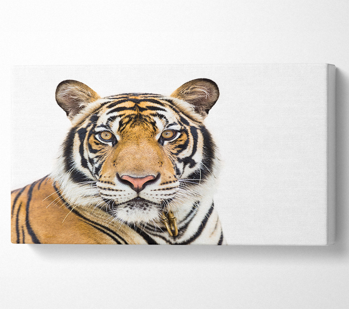 Tiger staring at the camera Canvas Wall Art